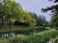 -大望京公园