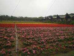 -丹樱生态园