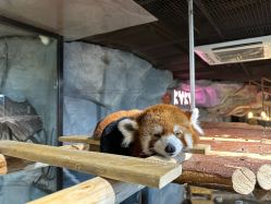 -Zoolung Zoolung动物主题公园(海信广场店)