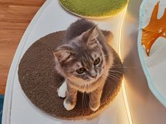 -COLOR PETS 撸猫馆·购猫·猫咖(长风大悦城店)