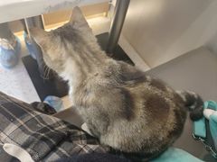 -喵园·猫主题咖啡厅·撸猫·猫咖(国贸店)