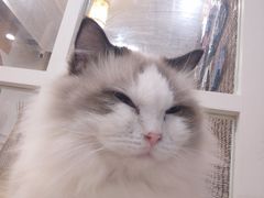-楼上猫咖(罗湖店)