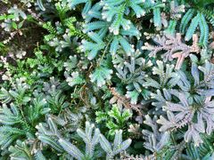 -深圳仙湖植物园