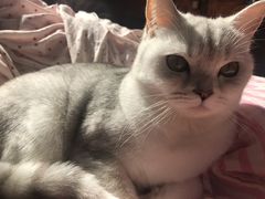-喜多萌中农锦绣动物医院24H·猫科·牙科MRI·CT