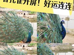 -河北村民俗体验园