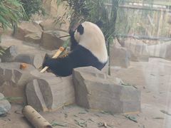 -都江堰中华大熊猫苑