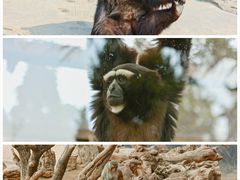 -云南野生动物园