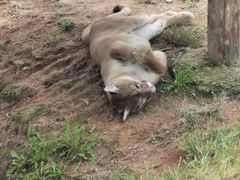 -西霞口神雕山野生动物世界