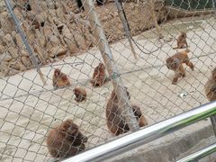 -王顺山国家森林公园