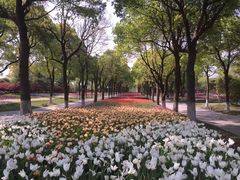 -上海鲜花港