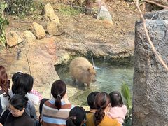 -ZOO COFFEE动物园咖啡(红山森林动物园店)