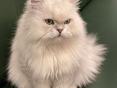 -安格丽娜·狗咖·猫咖羊驼咖(春熙路百盛商场店)