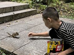 -汤旺河林海奇石景区