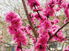 -桃花堤公园