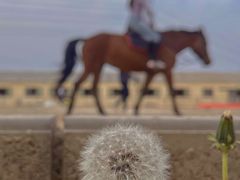 -北京群众马术培训基地