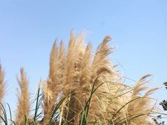 -暨阳湖生态园