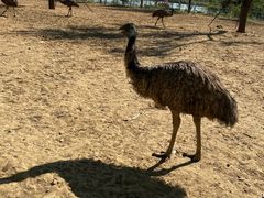 -太阳部落