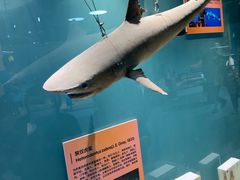 -西安曲江海洋极地公园