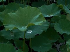 -重元寺香积厨素斋馆