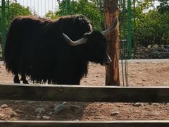 -大青山野生动物园