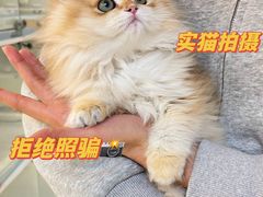 -lincat·猫舍(广州店)