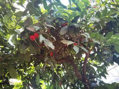 -国家植物园南园