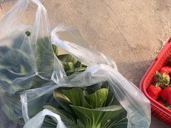 -喜杨洋草莓采摘园