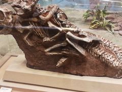 -陕西自然博物馆