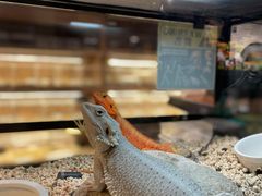-酷以爬仙阁实体爬宠店·守宫·蜥蜴·专业繁育