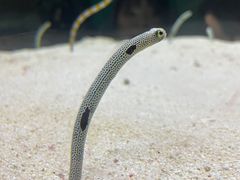 -大阪海游馆
