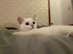 -飞行喵MR PILOT|猫舍·猫咖(静安大融城店)
