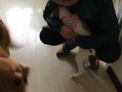 -波姐宠物家庭寄养