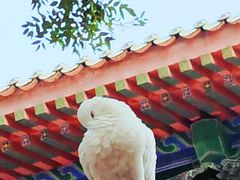 -西安大兴善寺