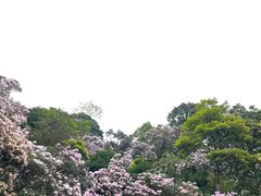 -梧桐山风景名胜区