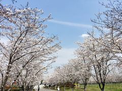 -天王浮山樱花园