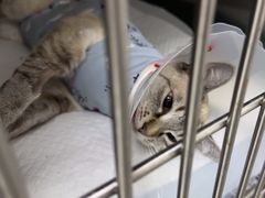 -中农国际动物医院24小时·猫科·骨科·急重症中心
