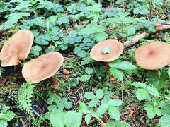 -硗碛藏寨·神木垒景区