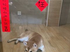 -Double Rui宠物酒店