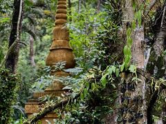 -莫里热带雨林景区