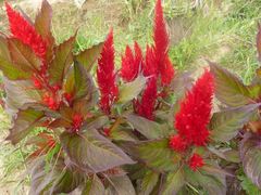 -北纬44度·金珠花海休闲农业旅游景区