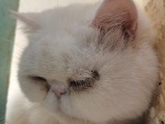 -猫小院猫主题咖啡厅(北锣店)