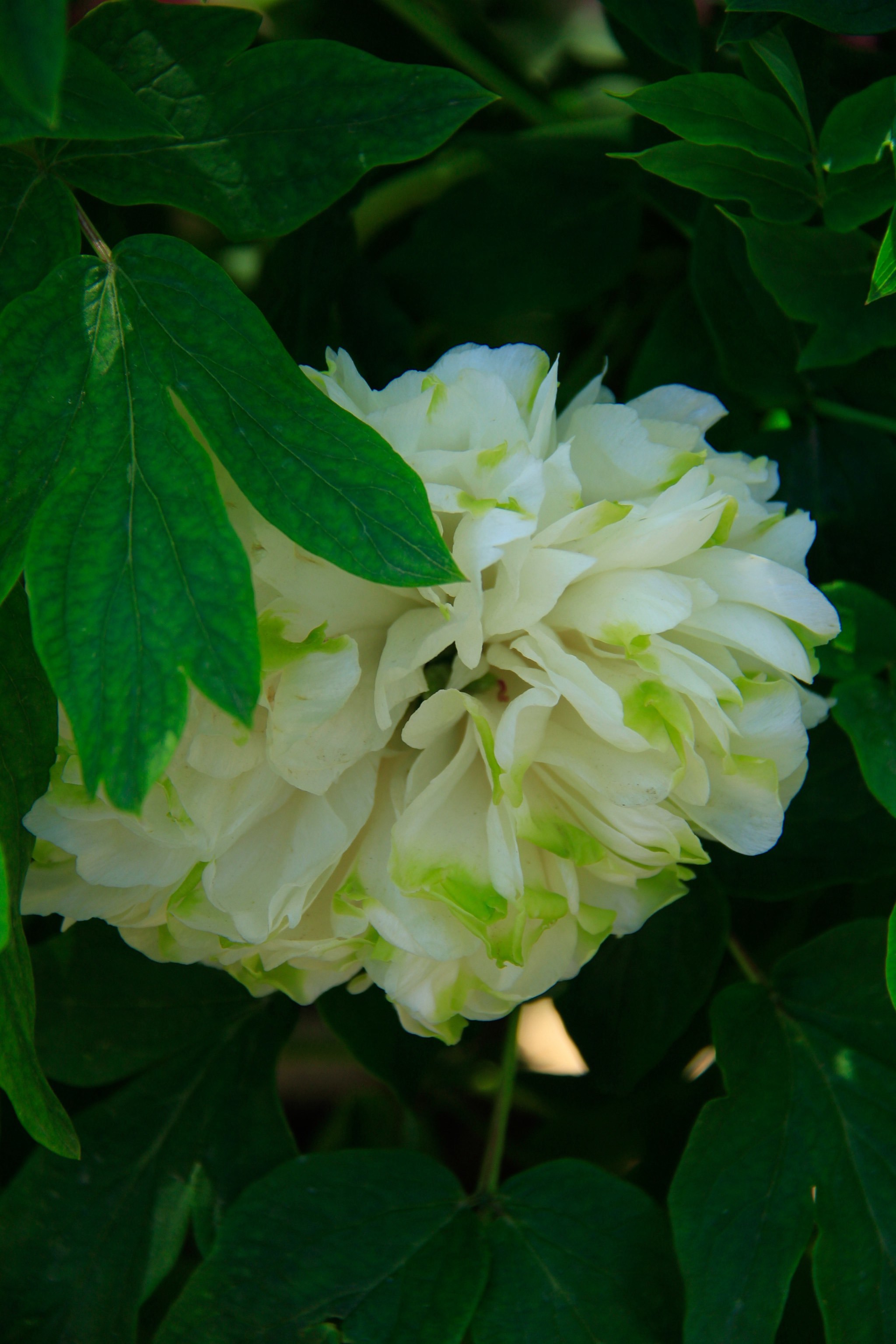 27景山绿幕隐玉牡丹盛开