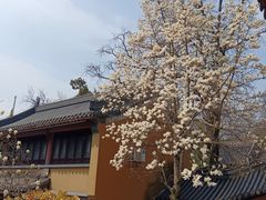 -灵谷景区