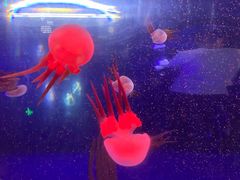 -青岛海底世界-水族馆