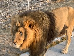 -北京野生动物园