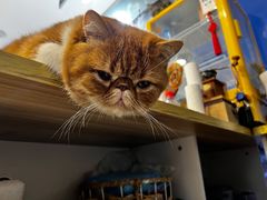 -平行世界·猫咖(首经贸店)