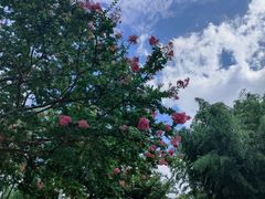 -新虹桥中心花园