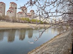 -桃花堤公园