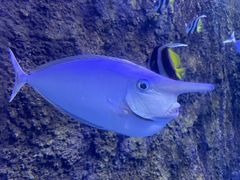 -太平洋海底世界