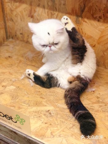 提前入手了门票，就为了大型撸宠现场~展馆里面很大